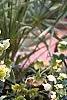 Helleborus orientalis, habit