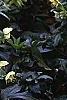 Helleborus orientalis, habit