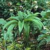 Helleborus orientalis, habit