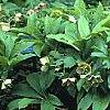 Helleborus orientalis, habit
