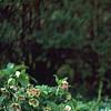 Helleborus orientalis, habit