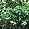 Helleborus orientalis, habit