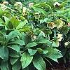 Helleborus orientalis, habit