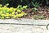 Helleborus orientalis, habit
