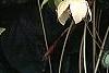 Helleborus orientalis, flowers