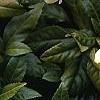 Helleborus orientalis, flowers