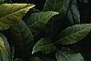 Helleborus orientalis, flowers