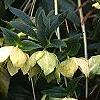 Helleborus orientalis, flowers