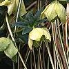 Helleborus orientalis, flowers