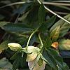 Helleborus orientalis, flowers
