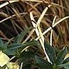 Helleborus orientalis, flowers