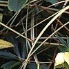 Helleborus orientalis, flowers