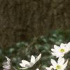 Anemone hepatica var. acuta, habit