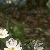 Anemone hepatica var. acuta, habit