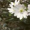 Anemone hepatica var. acuta, habit