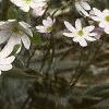Anemone hepatica var. acuta, habit