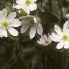 Anemone hepatica var. acuta, habit