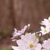 Anemone hepatica var. acuta, habit