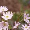 Anemone hepatica var. acuta, habit