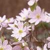 Anemone hepatica var. acuta, habit