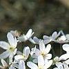 Anemone hepatica var. acuta, habit