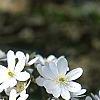 Anemone hepatica var. acuta, habit