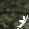 Anemone hepatica var. acuta, habit