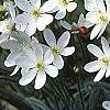 Anemone hepatica var. acuta, habit