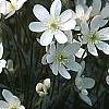 Anemone hepatica var. acuta, habit