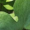 Anemone hepatica var. acuta, leaves