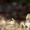 Anemone hepatica var. acuta, flowers