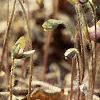 Anemone hepatica var. acuta, flowers