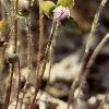 Anemone hepatica var. acuta, flowers