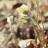 Anemone hepatica var. acuta, flowers