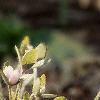 Anemone hepatica var. acuta, flowers