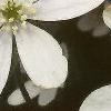 Anemone hepatica var. acuta, flowers