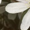 Anemone hepatica var. acuta, flowers
