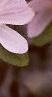 Anemone hepatica var. acuta, flowers