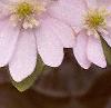 Anemone hepatica var. acuta, flowers