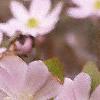 Anemone hepatica var. acuta, flowers