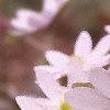 Anemone hepatica var. acuta, flowers
