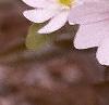 Anemone hepatica var. acuta, flowers