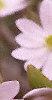 Anemone hepatica var. acuta, flowers