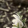 Anemone hepatica var. acuta, flowers