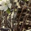 Anemone hepatica var. acuta, flowers