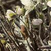 Anemone hepatica var. acuta, flowers
