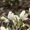Anemone hepatica var. acuta, flowers