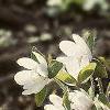 Anemone hepatica var. acuta, flowers