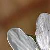 Hepatica nobilis var. obtusa, flowers