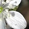 Hepatica nobilis var. obtusa, flowers